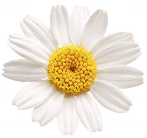 Chamomile